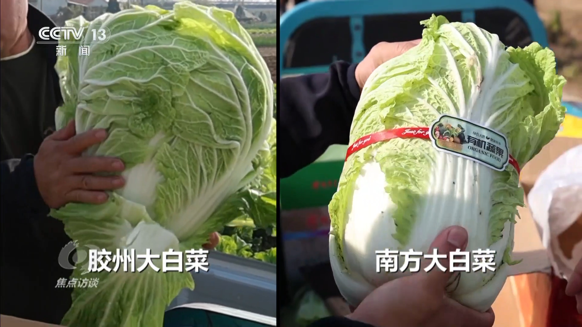 白菜”看地理标志保护这些坑千万别踩！pg电子娱乐平台焦点访谈 从“胶州大(图2)